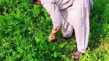 Punjabi mahol