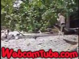 Coolest Animal Ever Steals Some Chicks Lunch