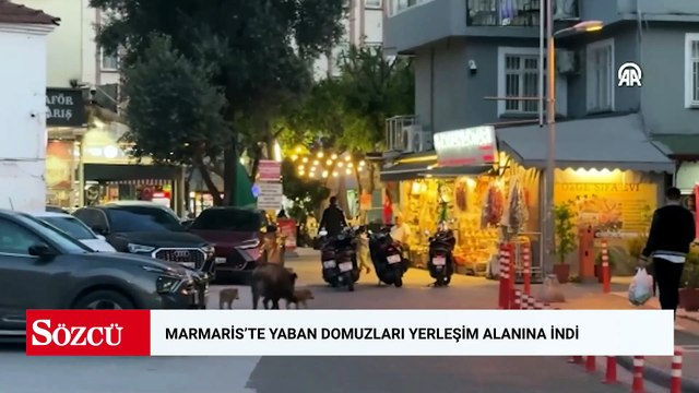 Marmaris'te yaban domuzları yerleşim alanına indi