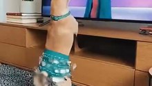 🐕 Chihuahua Belly Dance in Same Dress! 😂💃 #MOJA