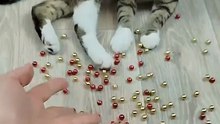 Balls 😁🐱 Cat Barsik Reverse Video