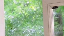 Single Dad Steals Her Heart Full Chinese Drama