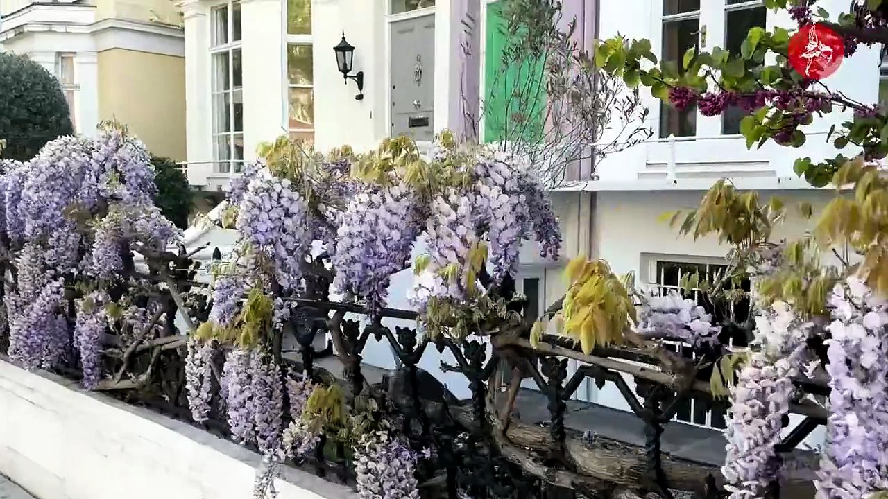 "We will take action": London council issues warning to influencers seeking wisteria and blossom photos