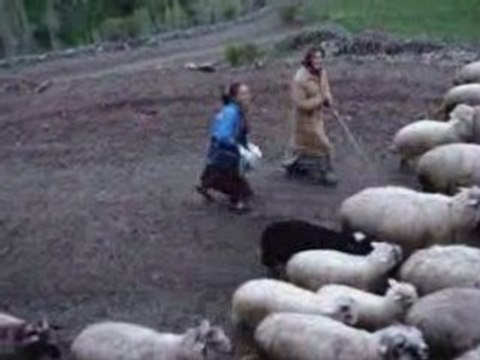 ÖZLÜCE KÖYÜ SAiD DAĞ'IN SÜRÜSÜ 2008 MAYIS