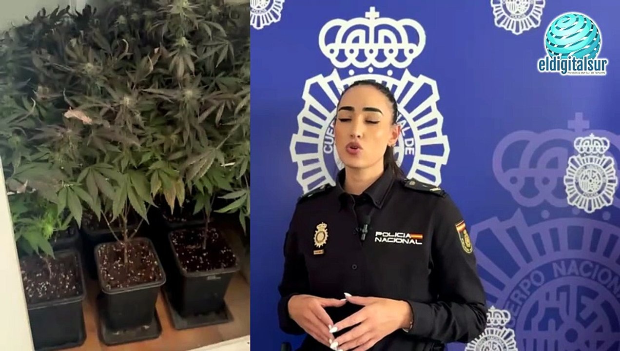 Detenido el dueño de un almacén con doce plantas de cannabis durante una inspección de trabajo en el sur de Tenerife