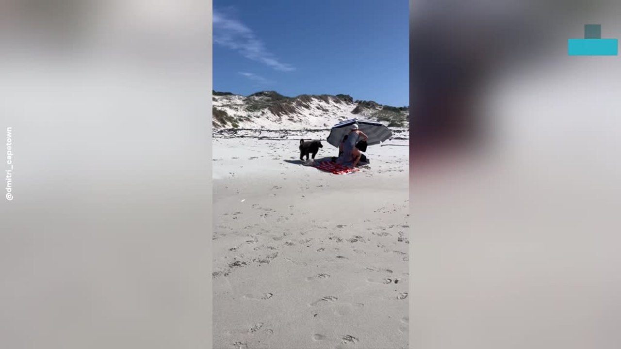 Baboon Snatches Food Bag From Picnic and Runs off on Beach