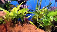 Ocean beautiful fish group