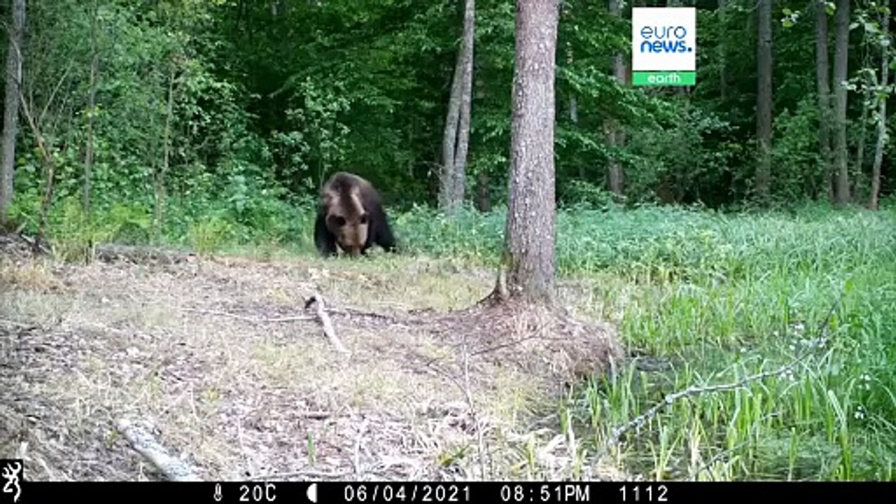 40 ans après, Tchernobyl transformé en un improbable refuge pour la faune et la flore