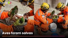 Bombeiros escalam prédio para salvar maritacas presas em telhado em MG