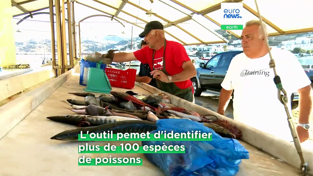 Biodiversité marine : WWF Grèce présente son nouveau guide pour consommer du poisson de manière plus responsable