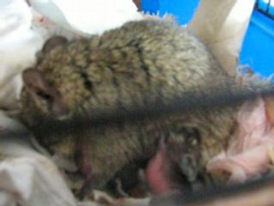 athena et ses bebes