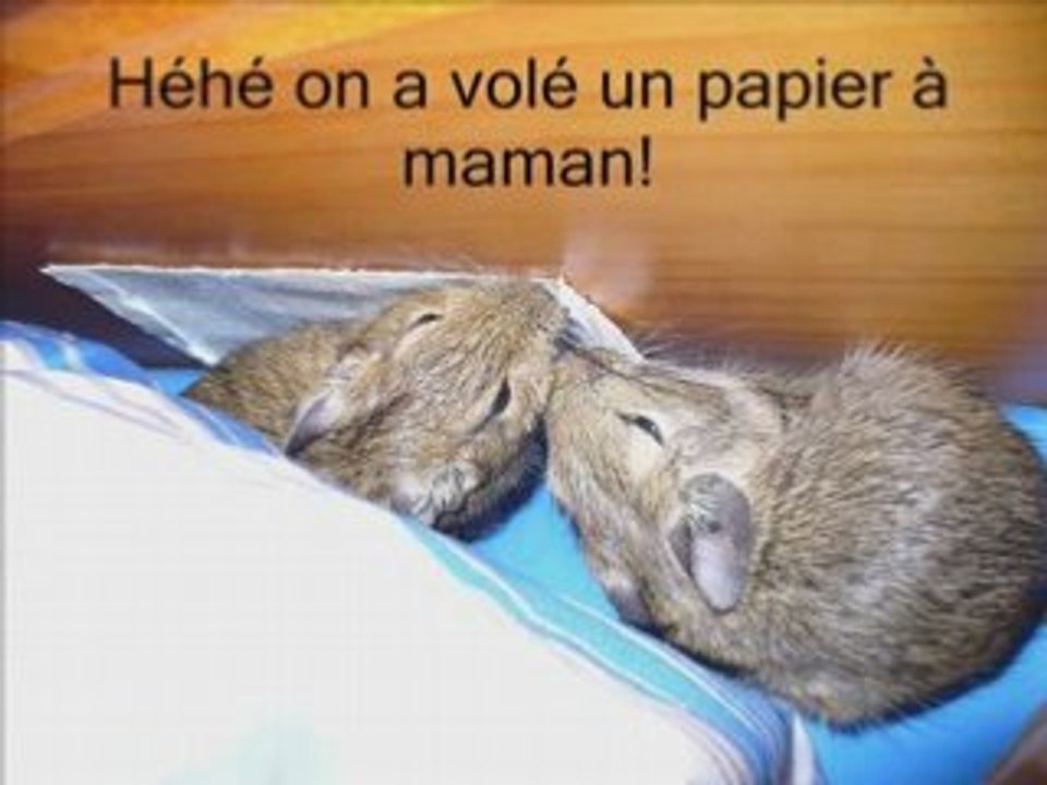 Filou et Didou, deux octodons d'amour!