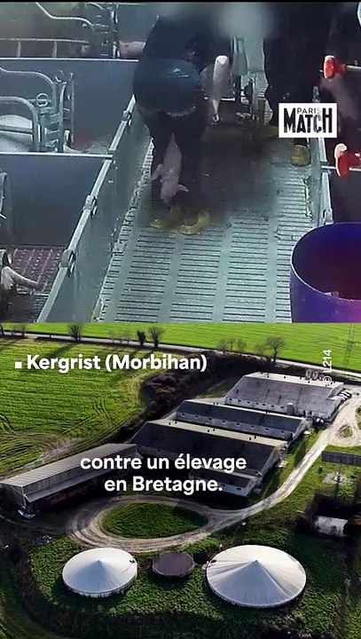 Porcelets castrés à vif : enquête ouverte contre un élevage breton après une plainte de L214