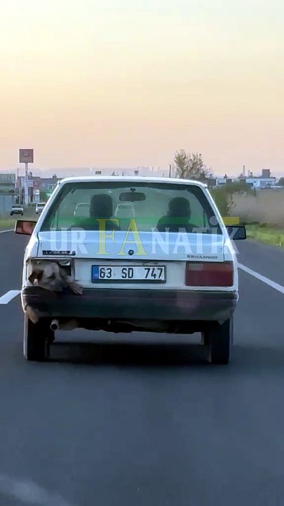 Şanlıurfa’da Otomobilin Stop Lambasından Köpek Kafası Çıktı