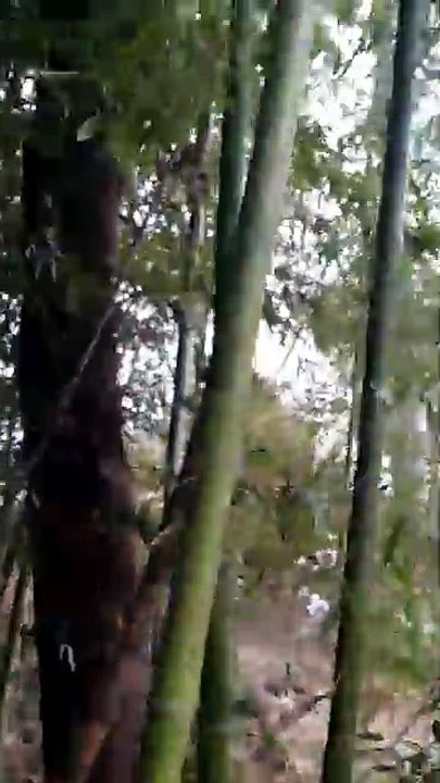Bamboo01