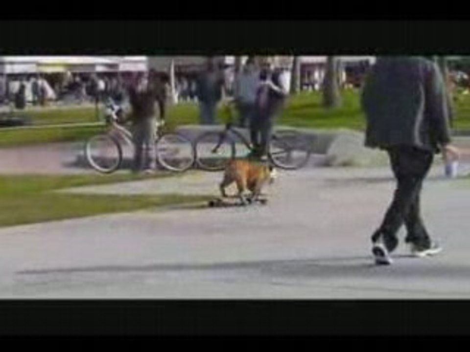 le bulldog skateur