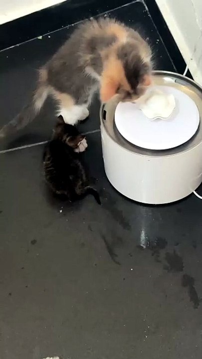 #kittens