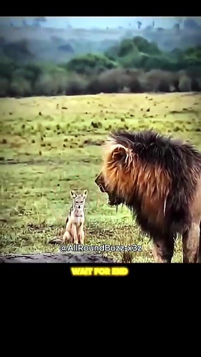 Fearless Fox vs. The King: A Clash of Nature’s Finest! #FoxVsLion #NatureClash #WildlifeShowdown
