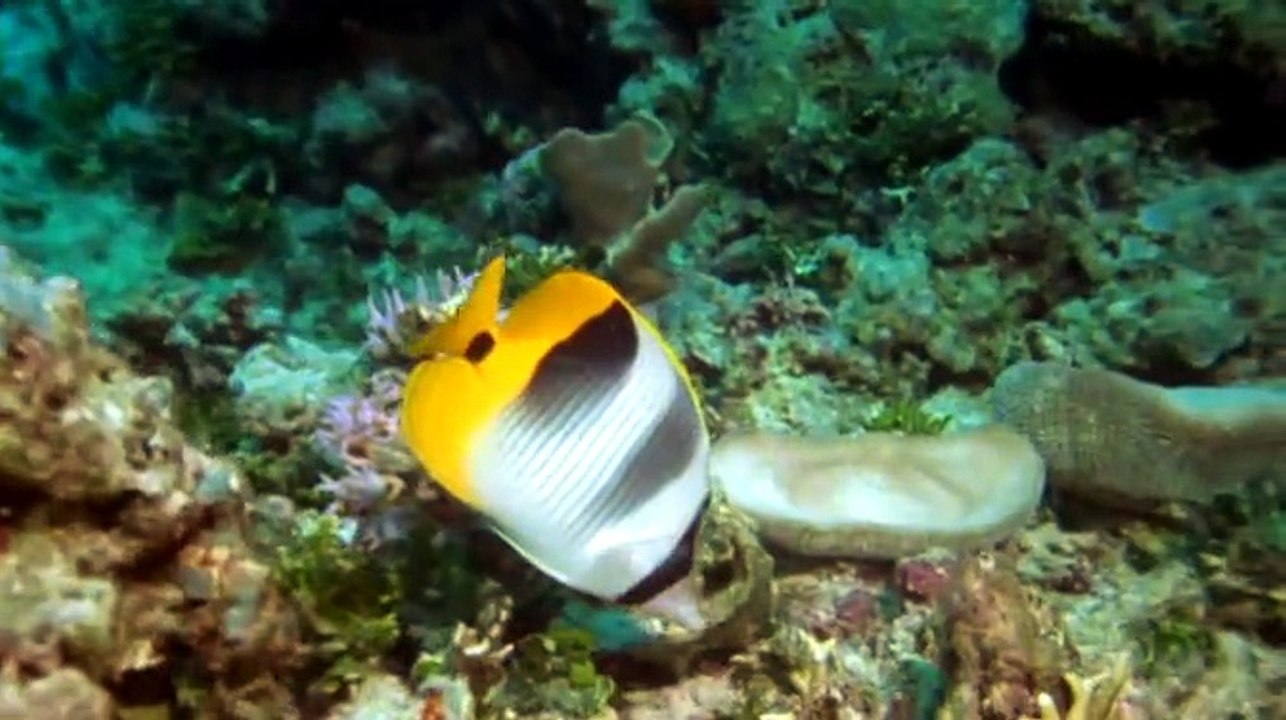 Nature of Australia 2of5 A Seas Under Capricorn