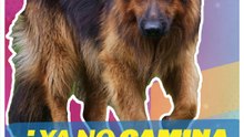 ¿Tu perrito ya no camina igual? Podría ser artritis