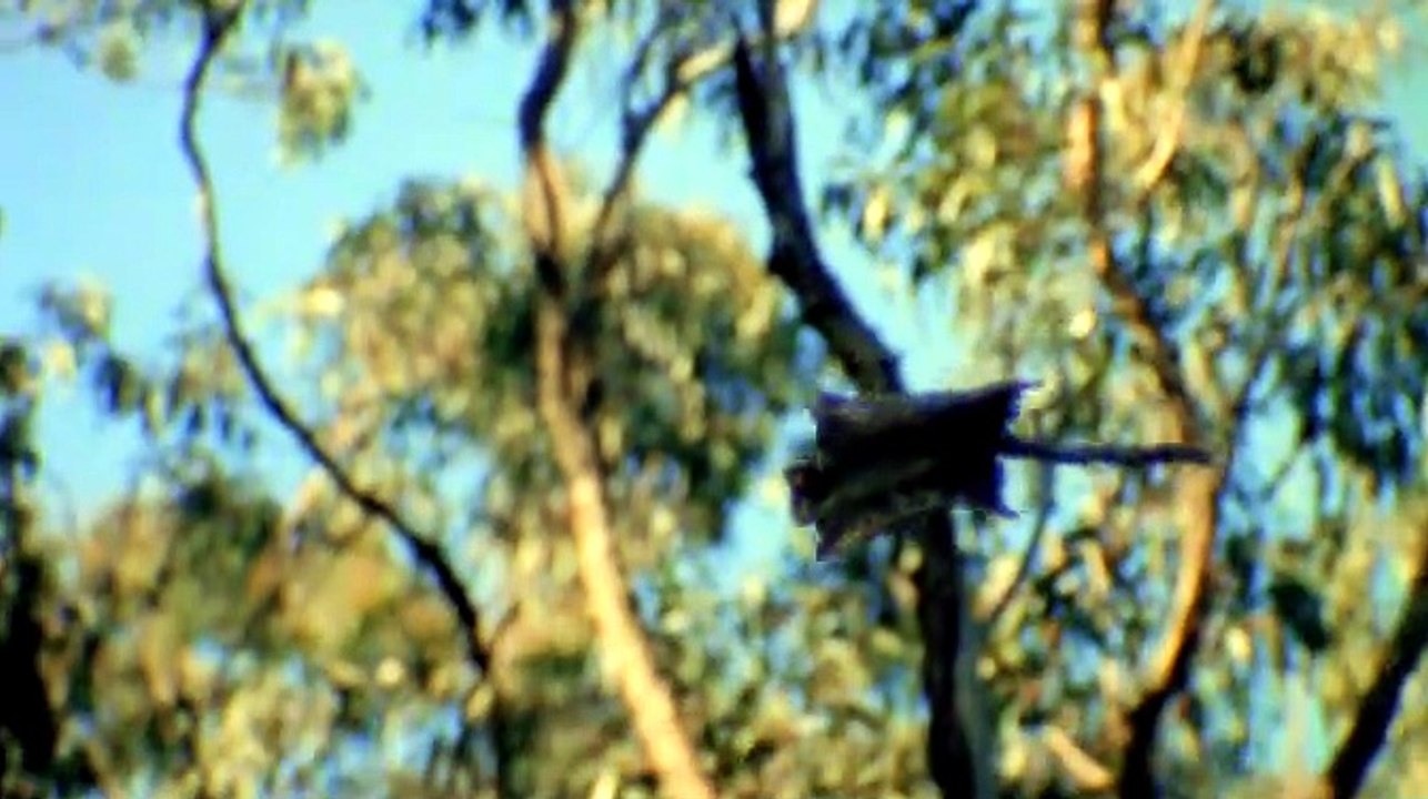 Nature of Australia 3of5 The Making of the Bush