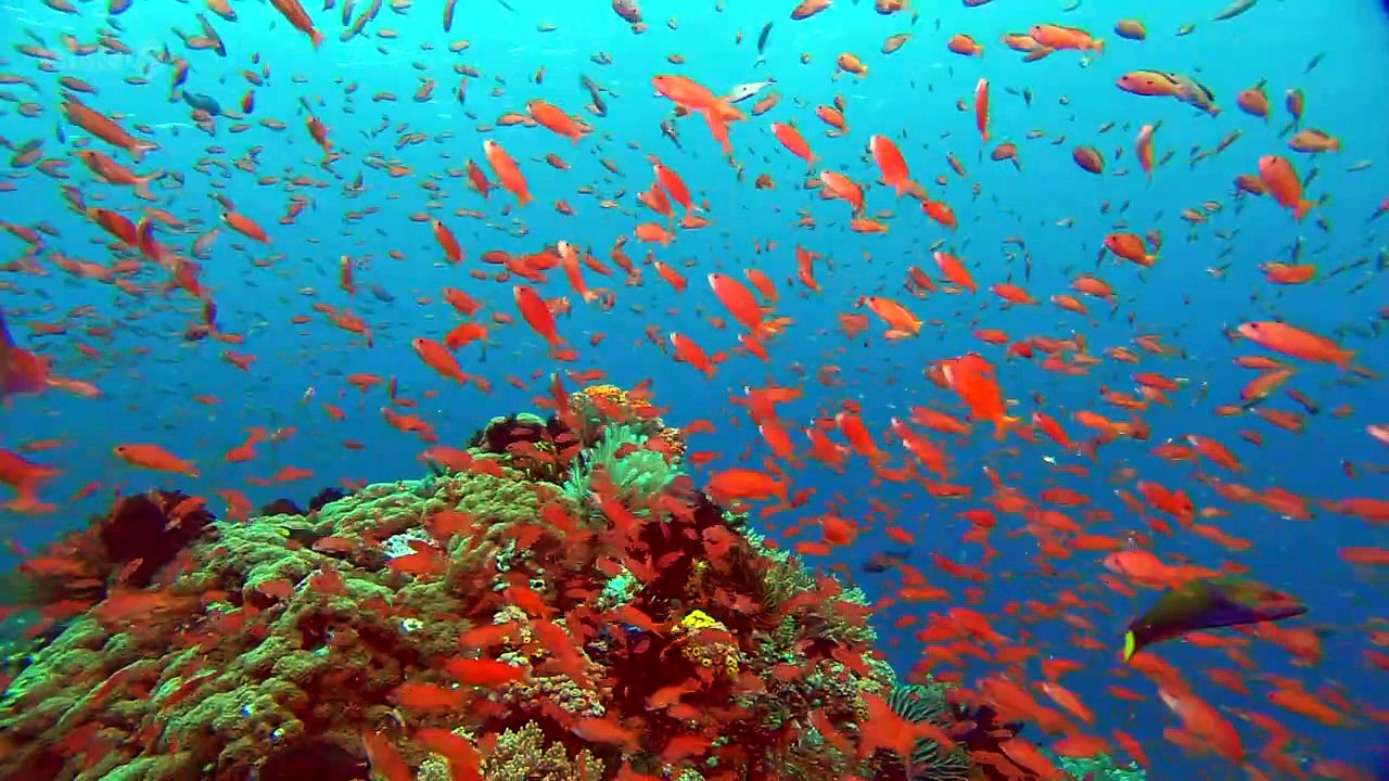 Great Barrier Reef 1of3 Natures Miracle