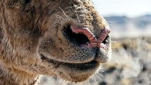 Saiga Antelope Nose Close-Up