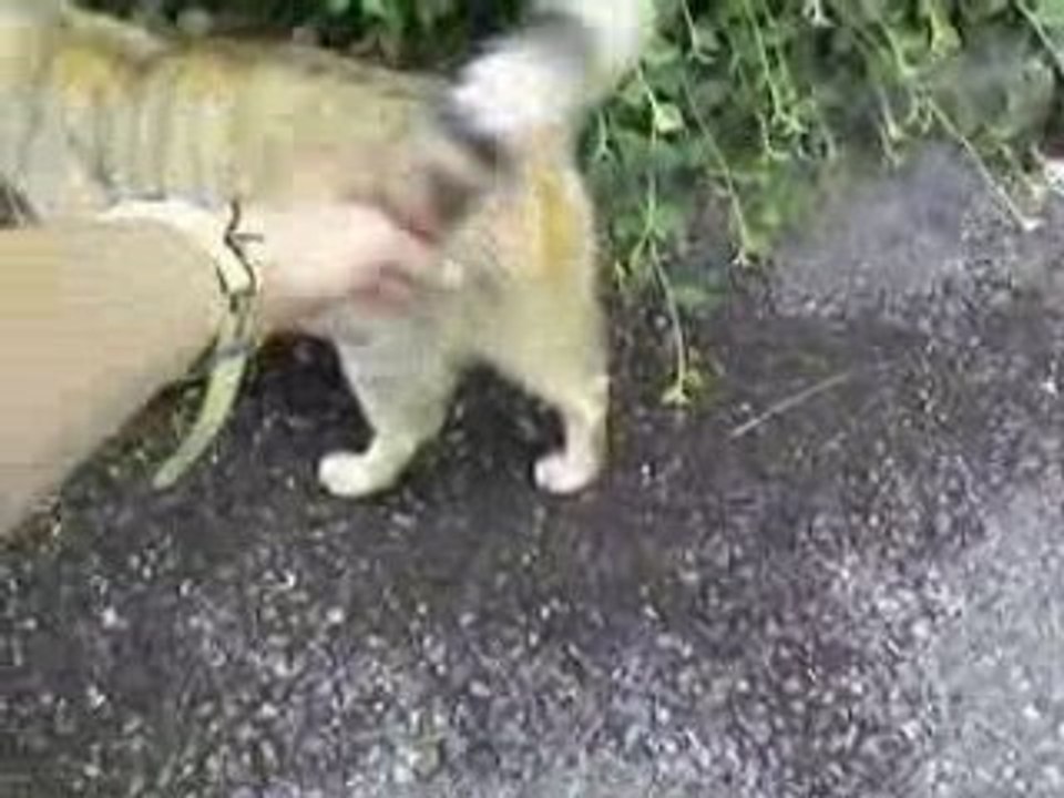 Chatons joueurs