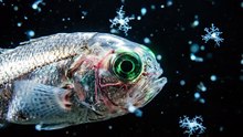 Barreleye Fish Transparent Head Reveal