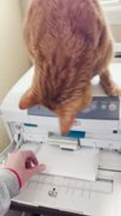 Orange Cat Keeps Trying to Stop Pages Going Into Printer