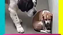 ¡ESTE VIDEO TE VA A DERRETIR EL CORAZÓN!Un cachorro asustado recibe el consuelo más tierno