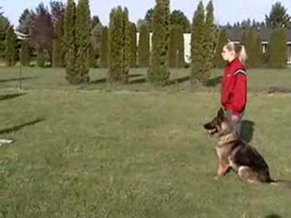 [German Shepherd] [Berger Allemand] - Obedience