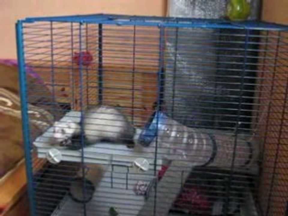 Dispy est sa cage
