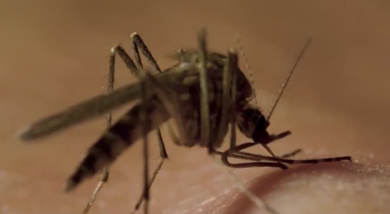 tn7-salud-ya-eligio-vacuna-con-la-que-buscara-controlar-dengue-en-el-pais-230426