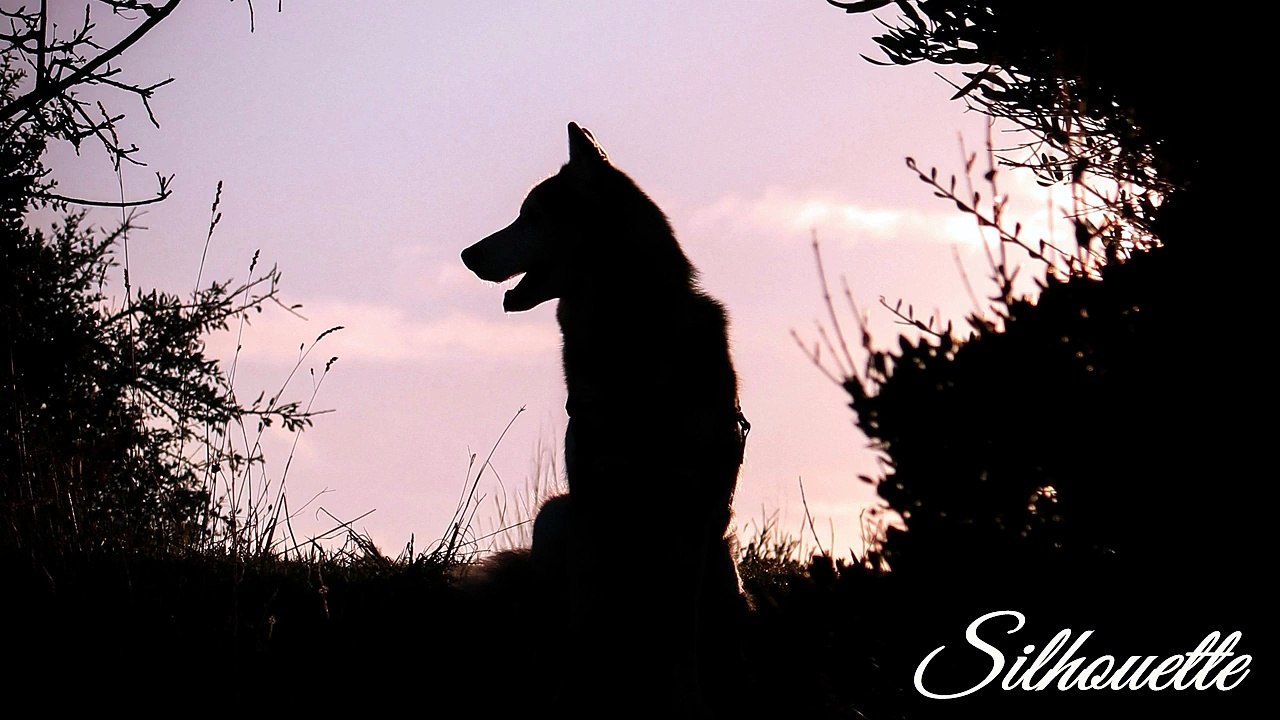 Sean Ferree - Silhouette (Official Music Video)