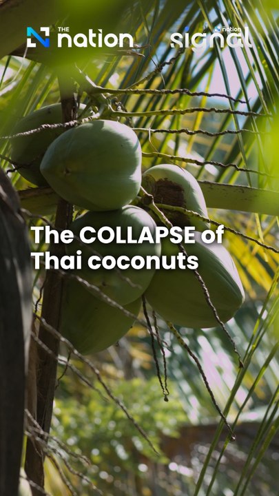Thai farmgate prices for coconuts have been decimated. But by whom?