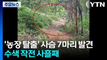 '농장 탈출' 사슴 7마리 발견...수색 작전 사흘째 / YTN