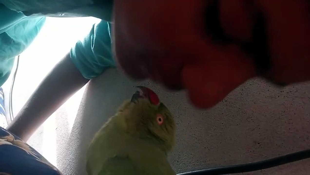 Parrot lover