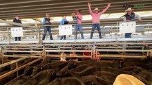 Farrer and Eaglehawk blood Angus steers sell at Tamworth