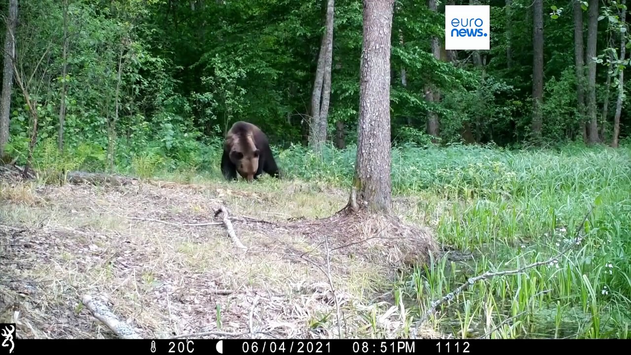 Tschernobyl: Natur erobert die Sperrzone und schafft unerwartetes Wildtierparadies