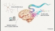 Brain__Epitome_of_Universe