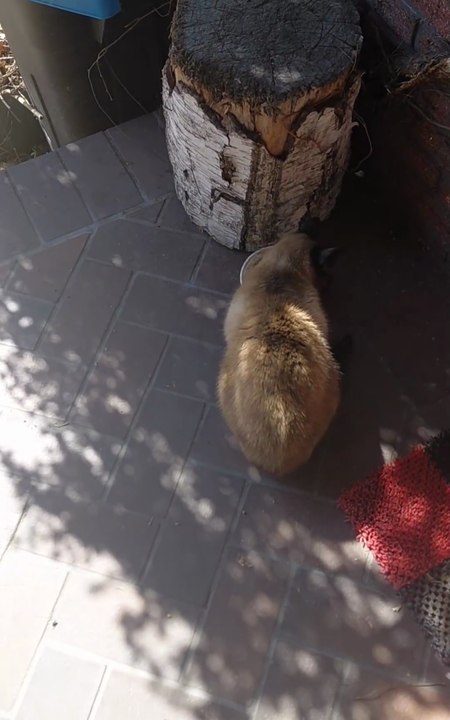 One cat is eating… the other one is calculating his chances! :) #cats #funnycats #catlovers