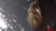 One cat is eating… the other one is calculating his chances! :) #cats #funnycats #catlovers