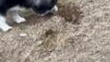 Pomsky Puppy Buries Stuffed Toy