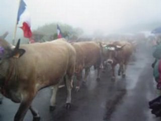 transhumance aubrac