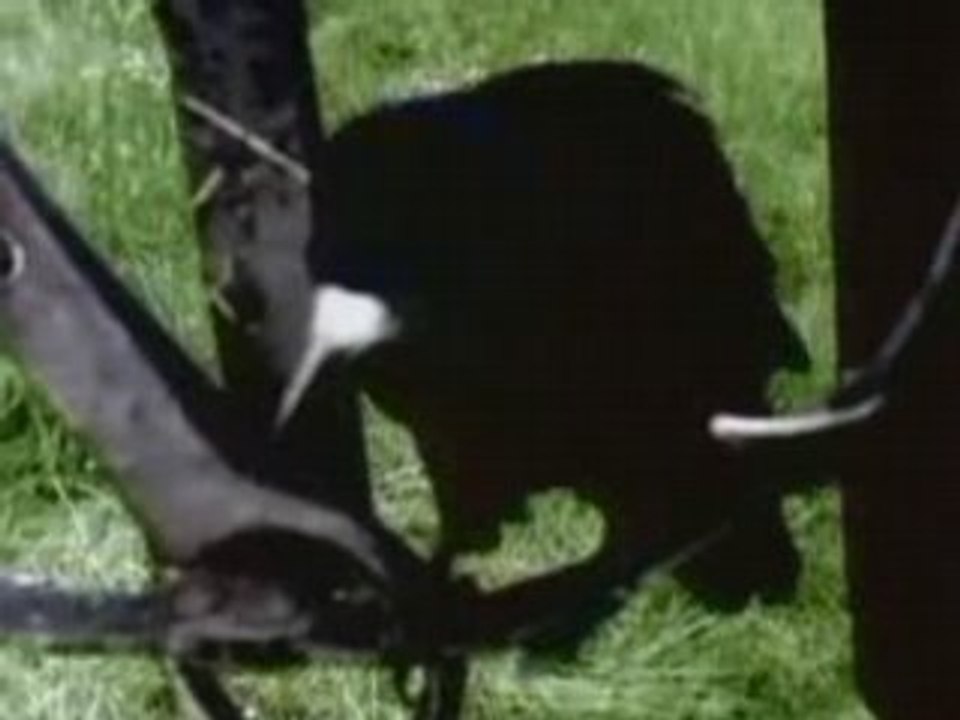 Carcass - No Love Lost