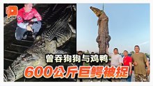 曾吞狗狗与鸡鸭 600公斤巨鳄终落网