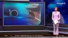 ‘늑구 가짜 사진’ 만든 40대…“재미로 그랬다”