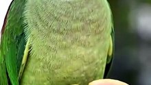 Indian ring neck parrot talking and eating gauva