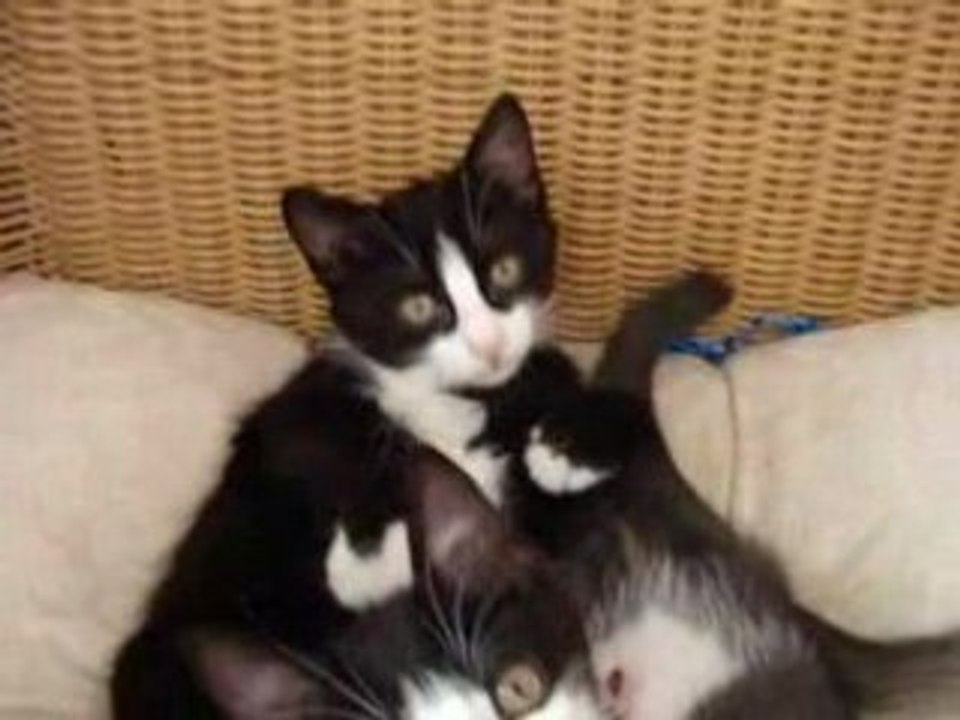 chatons